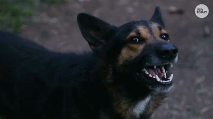 How do I stop my dog from attacking my cat?